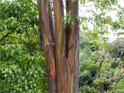 Maui Hana Rainbow Eucalyptus-1