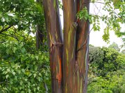 Maui Hana Rainbow Eucalyptus-2
