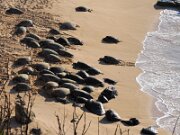 Maui Hana Sea Turtles-1