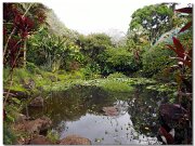 Waimea Valley_2013