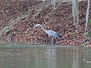 Blue-Heron_search-sig