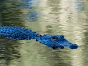Gator-Jr-sig-2-topaz-denoise-sharpen-lighting-leaf-2